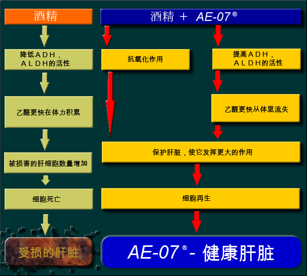 AE-07® - 作用体系